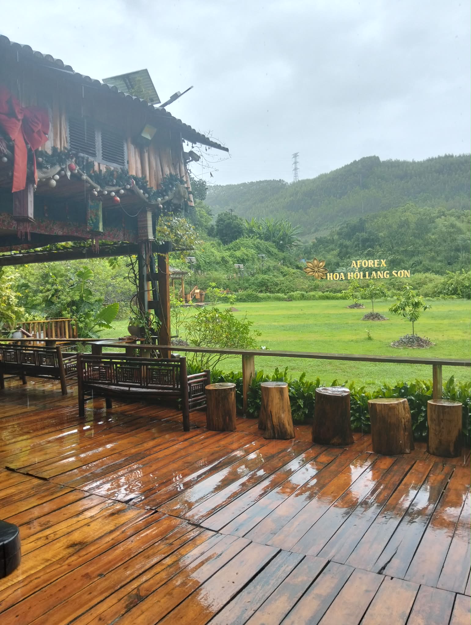 hoa hồi quán