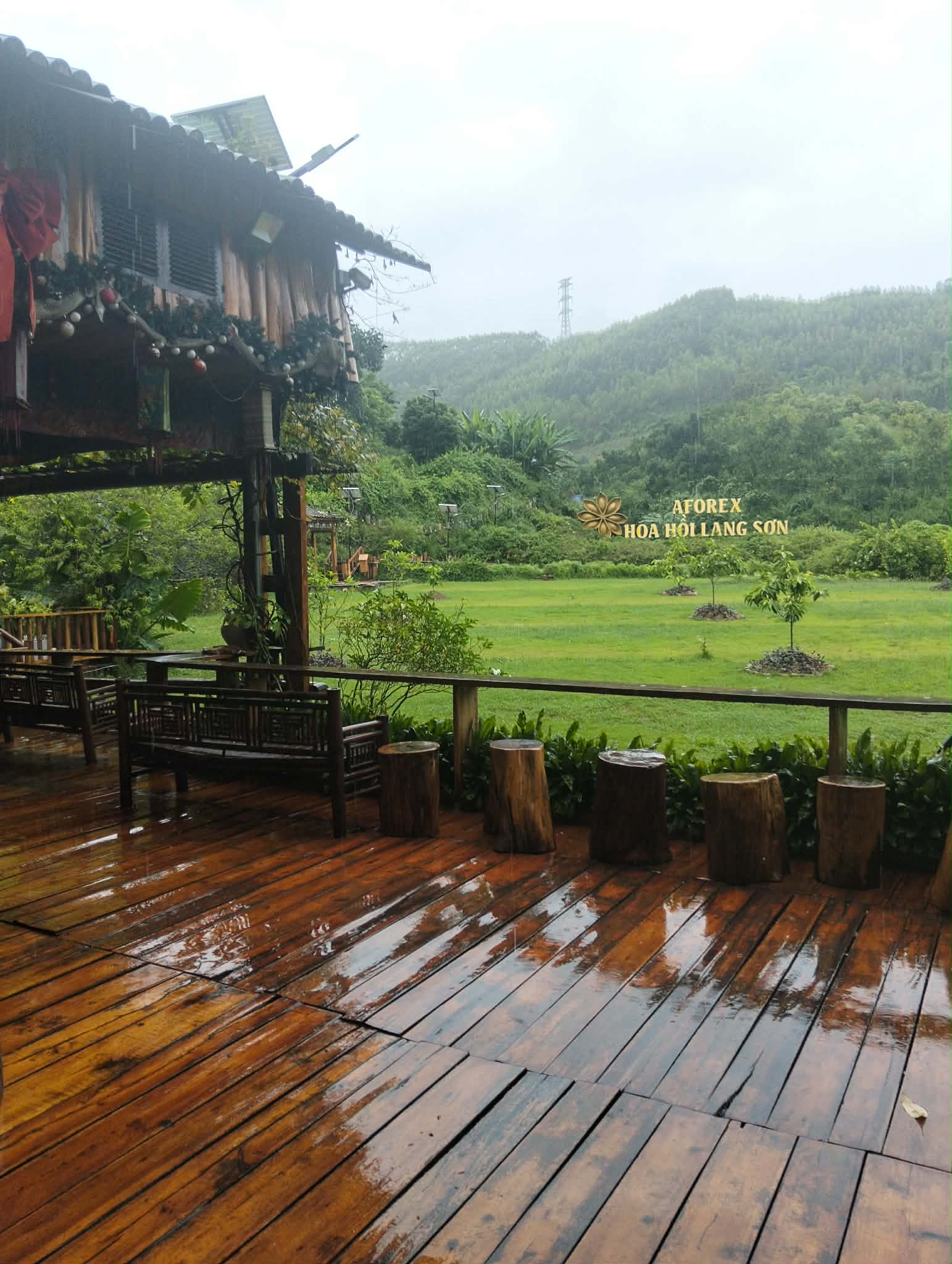 hoa hồi quán