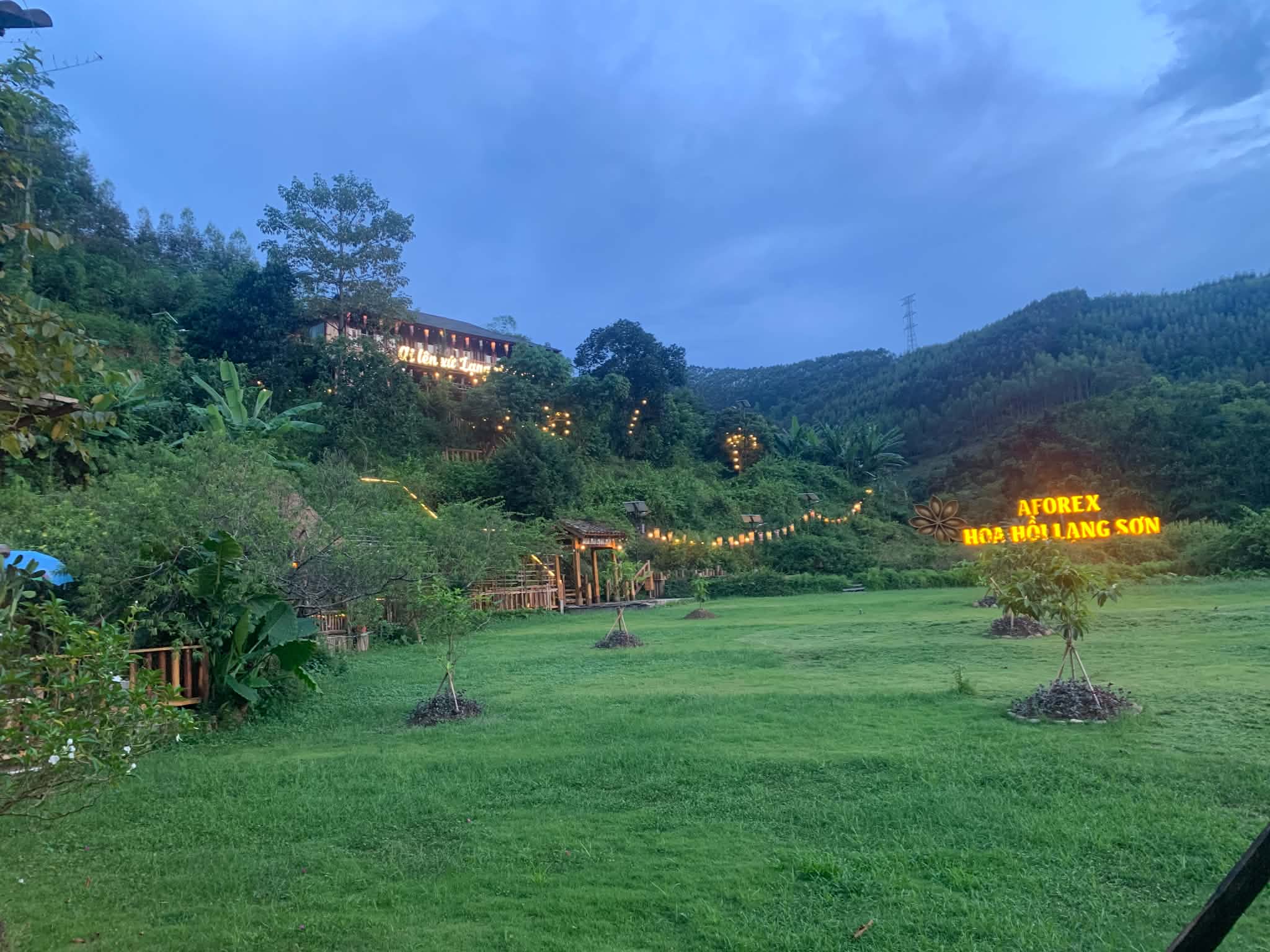 hoa hồi quán