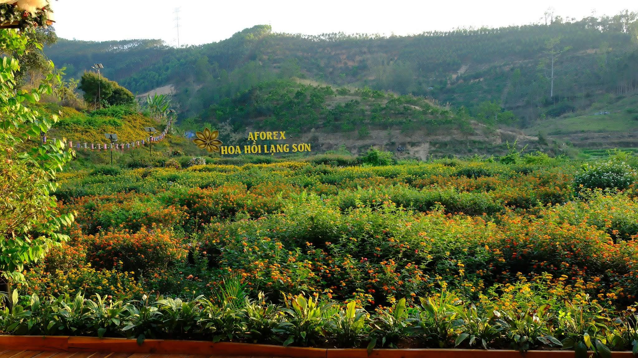 hoa hồi quán